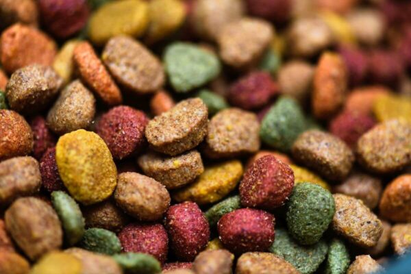 Kolorowa karma dla psa w zbliżeniu.