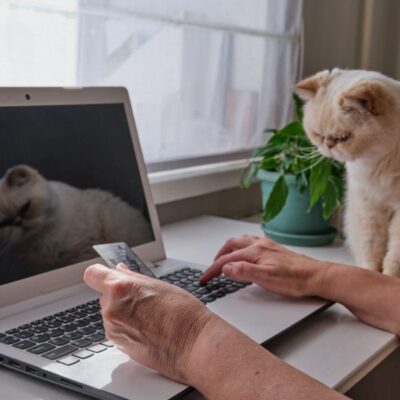 Kot obserwuje, jak osoba robi zakupy przez sklep zoologiczny online na laptopie.