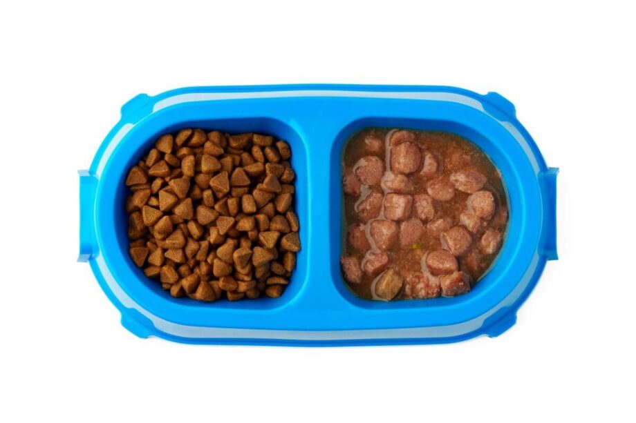 W niebieskiej misce znajdują się sucha karma i karma mokra dla psa.
