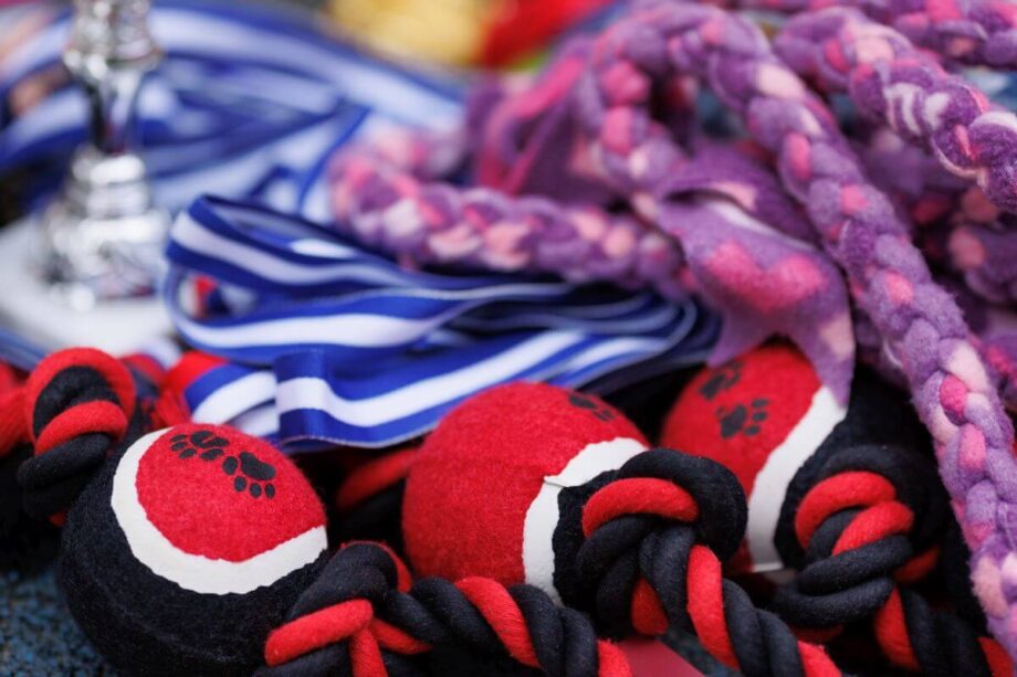 Kolorowe zabawki dla psa, w tym piłki i sznurki.