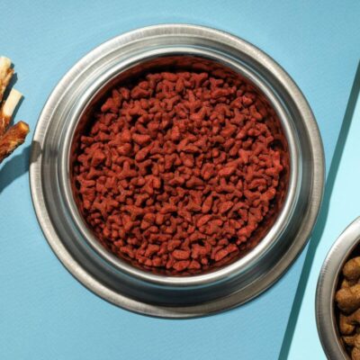 Metalowa miska wypełniona suchą karmą dla psa na niebieskim tle.