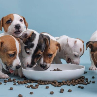 Szczeniaki jedzą z miski karmę dla szczeniaka.