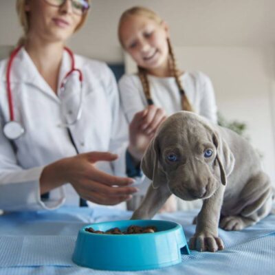 Szczeniak przy misce pełnej smacznej karmy dla szczeniaka, obok weterynarz i dziewczynka.