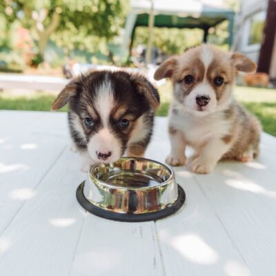 Dwa szczeniaki siedzą obok miski, czekając na karmę dla szczeniaka.
